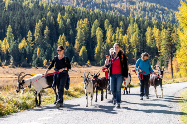 Wandern mit Ziegen || MICE Ladies Business & Balance St. Moritz Engadin // Bild: peerkolberg.de Wandern mit Ziegen || MICE Ladies Business & Balance St. Moritz Engadin // Bild: peerkolberg.de