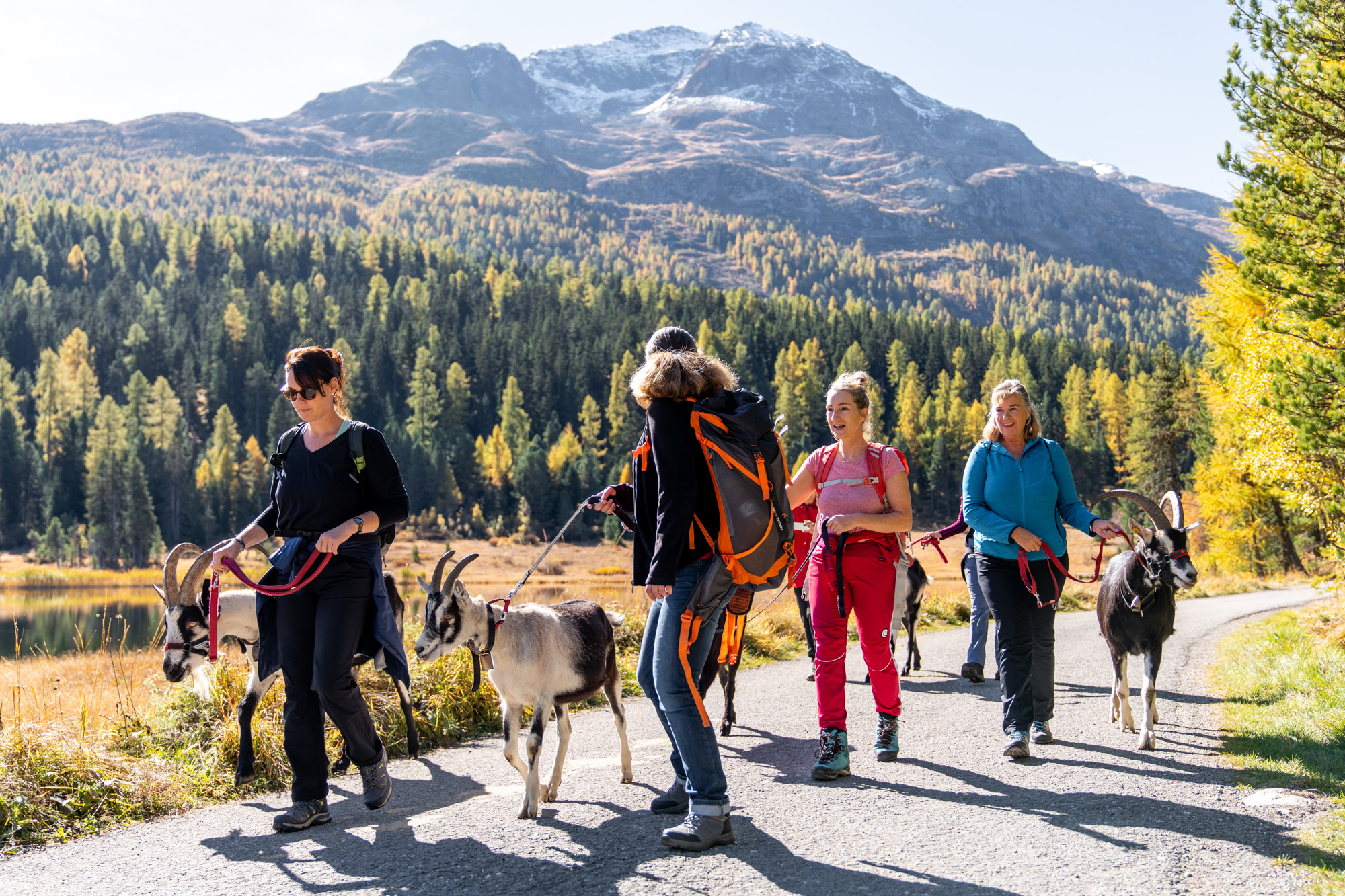 Wandern mit Ziegen || MICE Ladies Business & Balance St. Moritz Engadin // Bild: peerkolberg.de