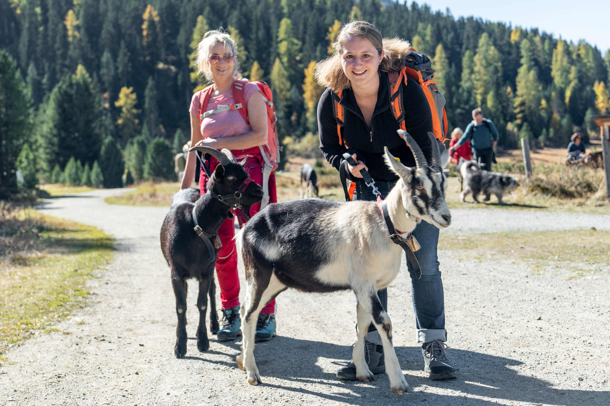 Wandern mit Ziegen || MICE Ladies Business & Balance St. Moritz Engadin // Bild: peerkolberg.de